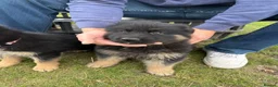 German Shepherd dogs for sale: Beautiful playful German shepherd pups in Rochford - Advert 10
