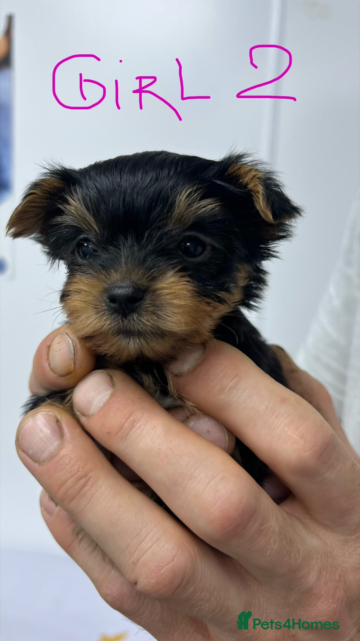 Yorkshire Terrier dogs Tiny pedigree Yorkie pups.  - Advert 9