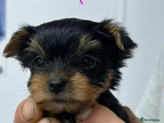 Yorkshire Terrier dogs Tiny pedigree Yorkie pups. - Advert 9