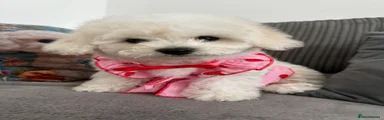 Bichon Frise 5