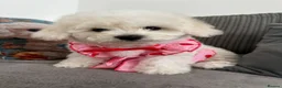 Bichon Frise dogs for sale: 2 Girls left 💕Pedigree Champion Bichon Frise  - Advert 24