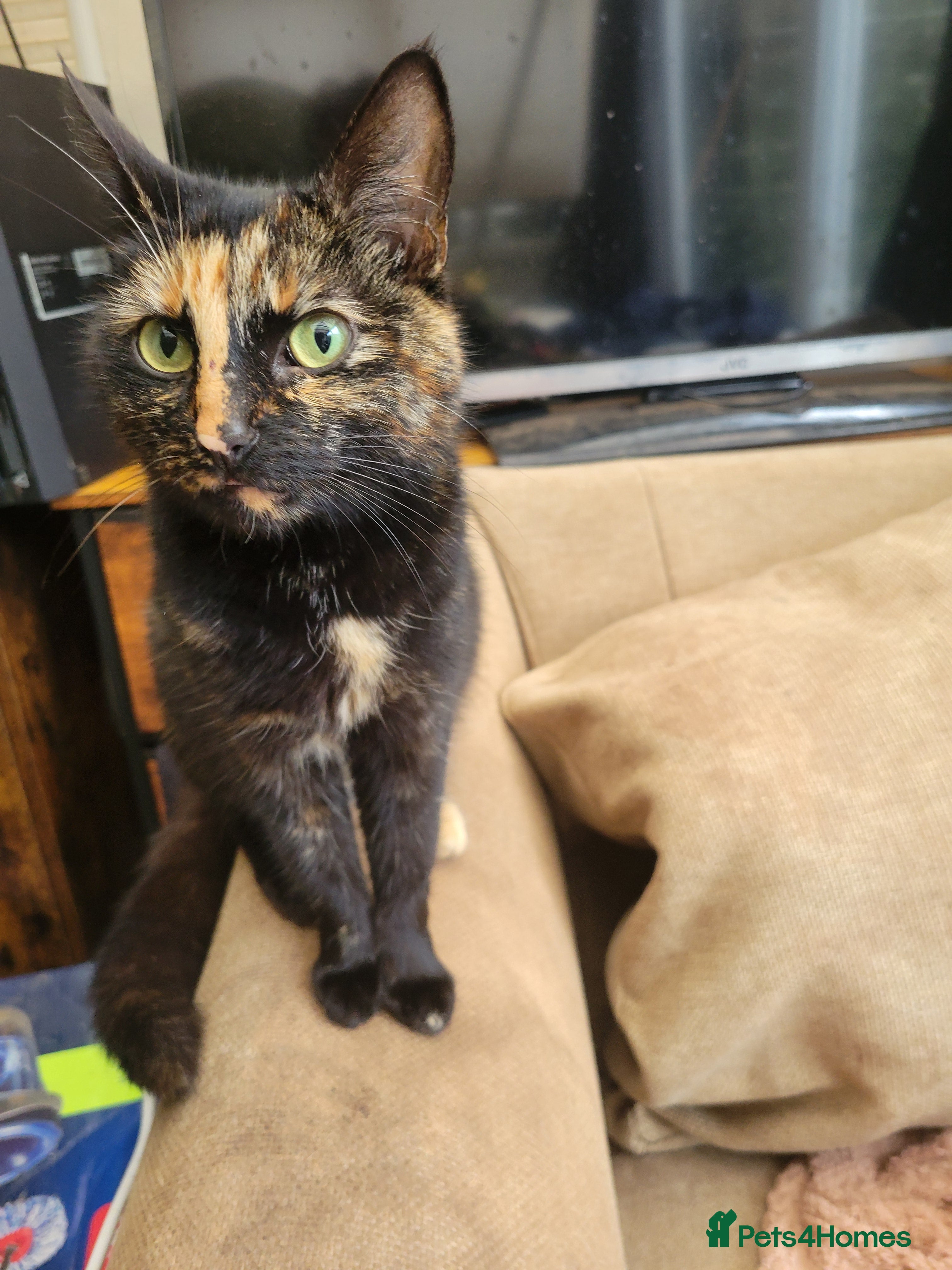 Mixed Breed cats Lovely kittens for sale  - Advert 2