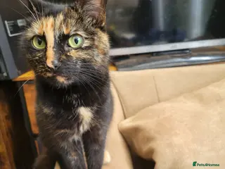 Mixed Breed cats Lovely kittens for sale - Advert 4