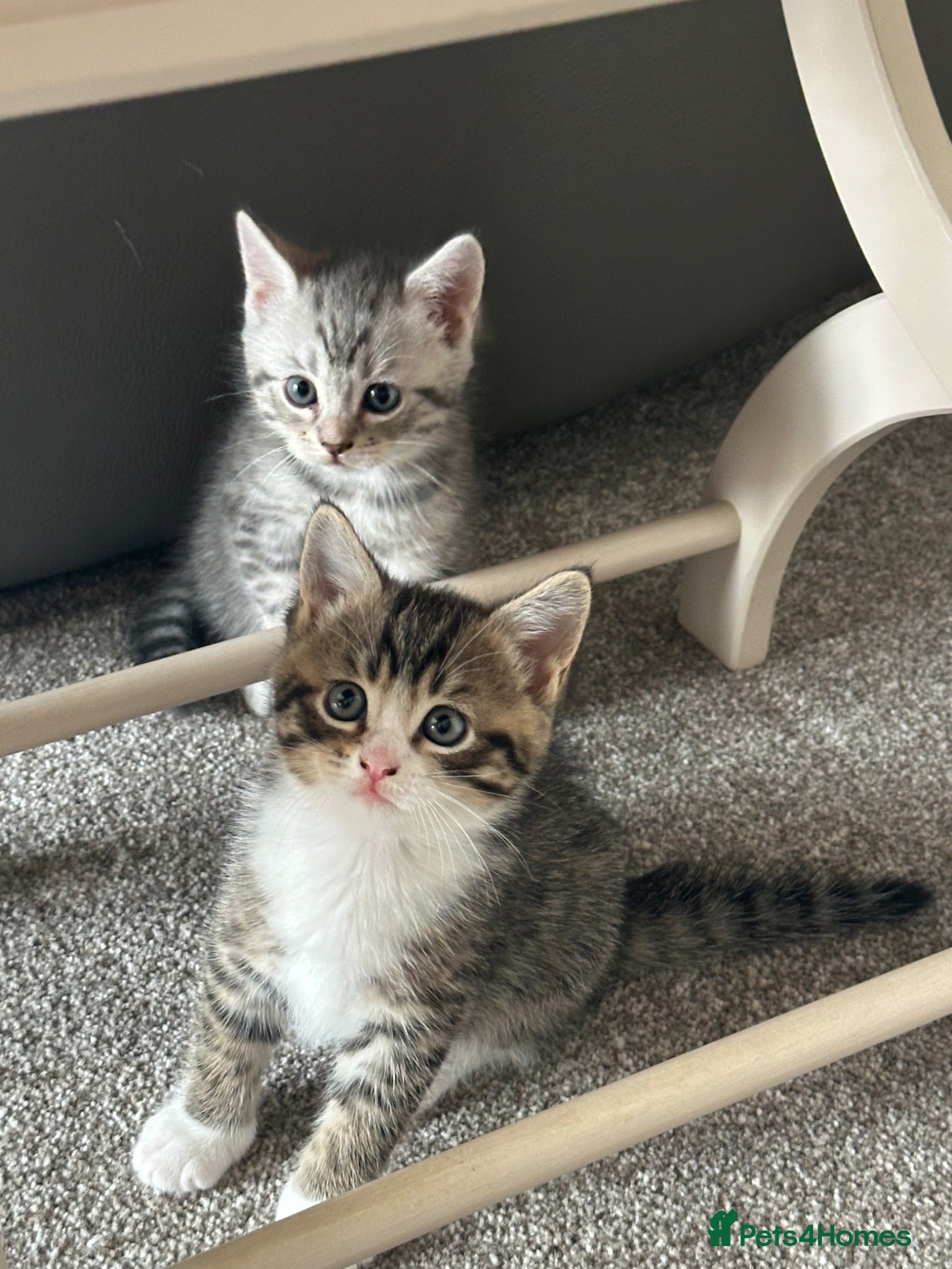 Mixed Breed cats Persian Cross Kittens 🐾🩵🩵🩵🩷 - Advert 2