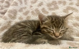 Mixed Breed cats for sale: ***BEAUTIFUL KITTENS*** Ready For New Homes - Image 7