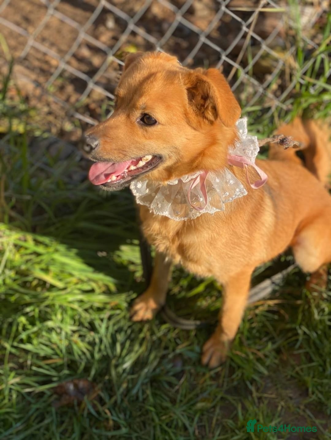 Mixed Breed dogs for adoption: 💖🐶 PENNY 🐶💖 - Advert 9