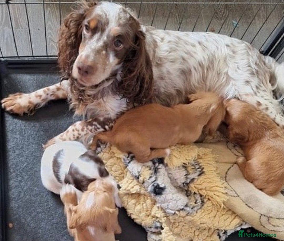 Cocker Spaniel dogs for sale: Gorgeous Cocker Pups - Image 24