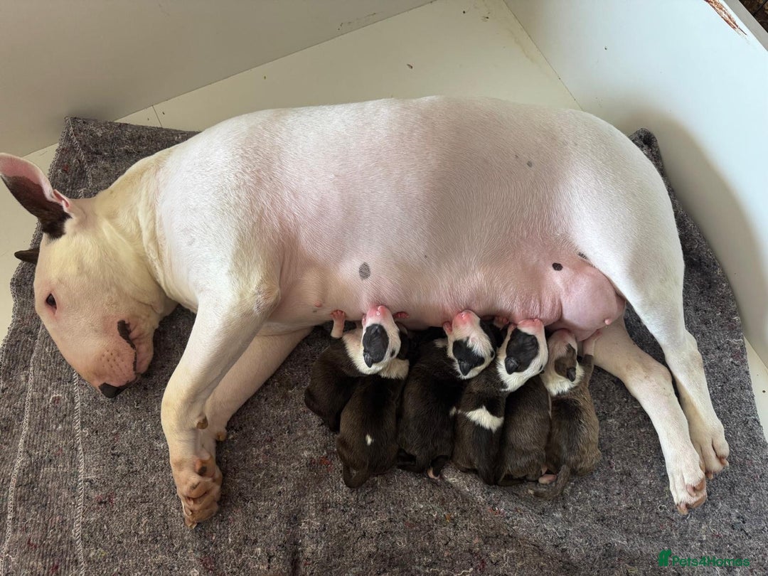 English Bull Terrier dogs for sale: English bull terrier puppies  - Image 7