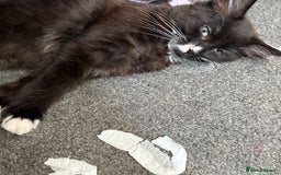 Mixed Breed cats for sale: Male and female kitten - Image 12