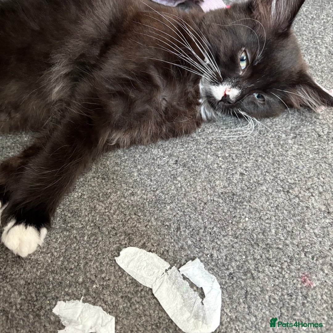 Mixed Breed cats for sale: Male and female kitten - Image 12