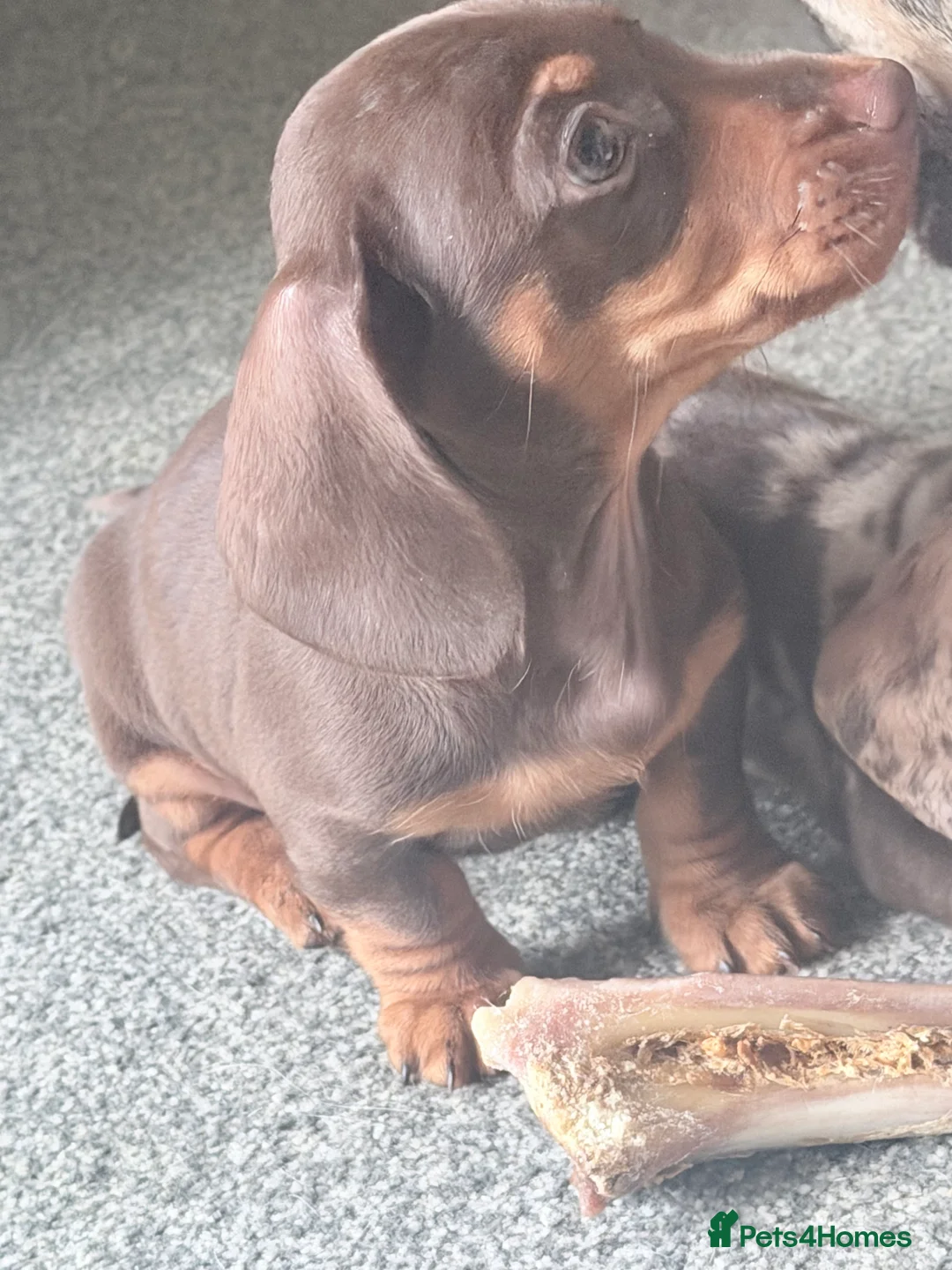 Miniature Dachshund dogs for sale: Exceptional KC Registered Miniature Dachshund Boys - Advert 13