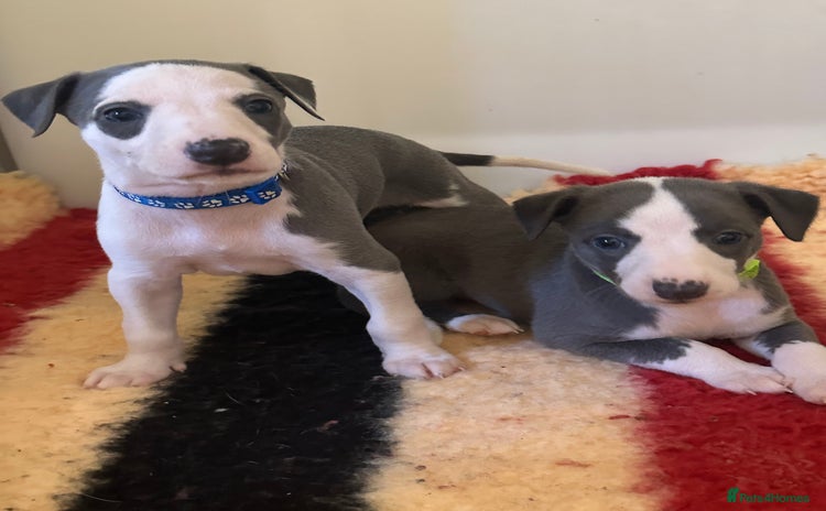 Whippet dogs - Advert 6