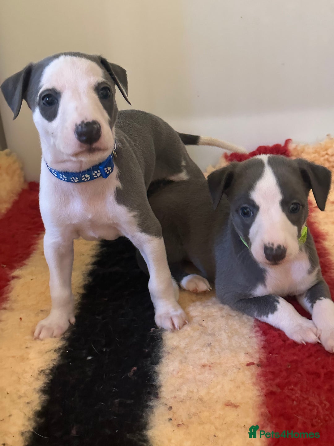 Whippet dogs for sale: Kc reg whippets Hear and eye tested parents  - Image 3