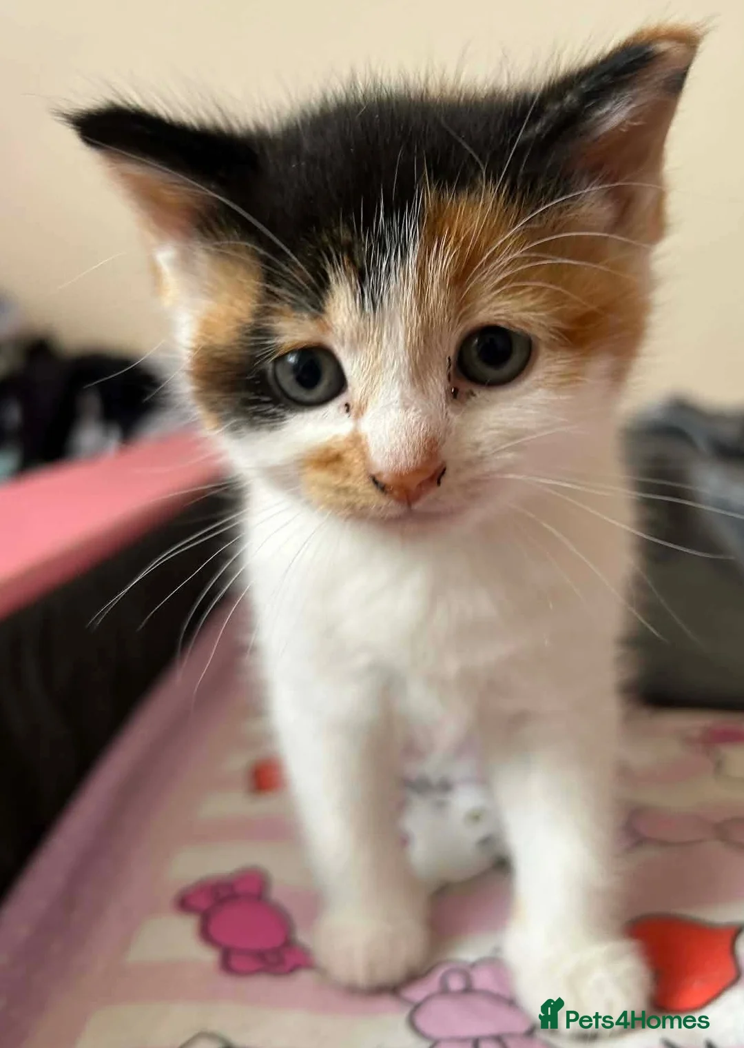 Mixed Breed cats for sale: 9 week old calico kitten! - Advert 10