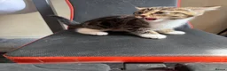 Mixed Breed cats for sale: Kittens  - Advert 2