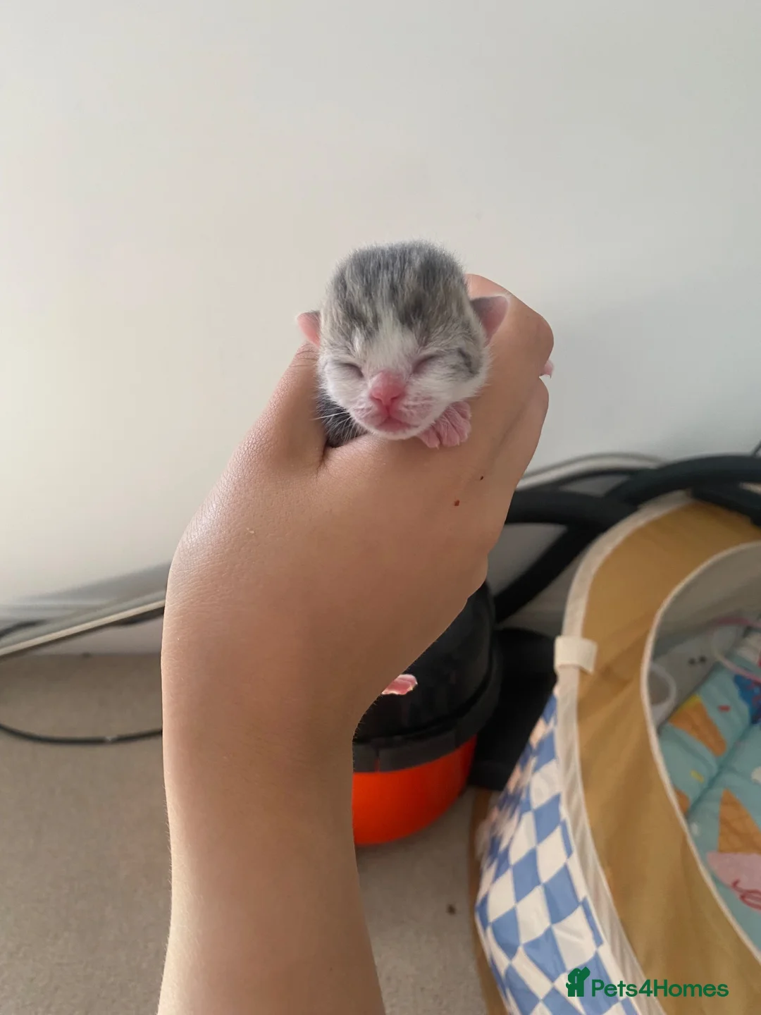 Mixed Breed cats for sale: 5 kittens - domestic shorthair x British shorthair in Derby - Advert 2