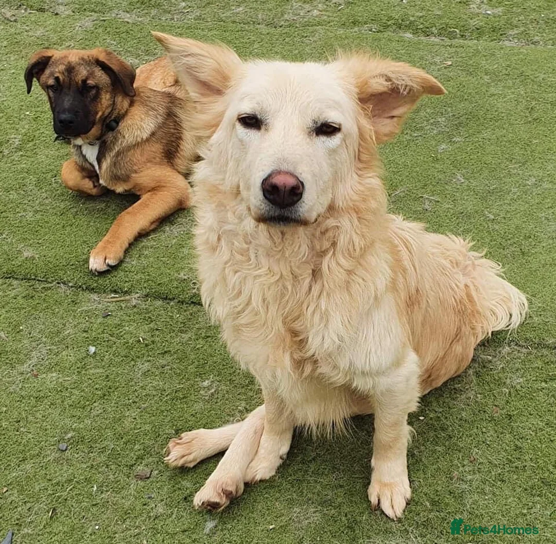 Mixed Breed dogs for adoption: Travis is looking for his perfect family x in Ayr - Advert 10