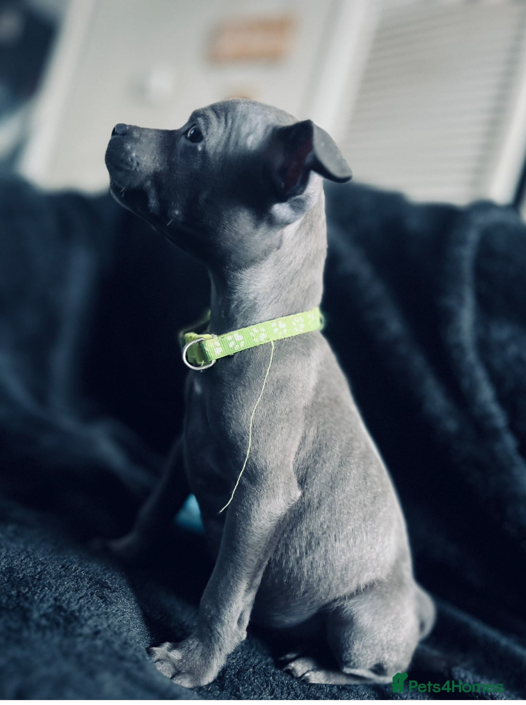 Staffordshire Bull Terrier dogs for sale: Blue Staffordshire bull terrier puppies  - Image 9