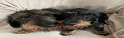 Miniature Dachshund dogs for sale: Miniature Wire Haired Dachshunds  - Advert 5