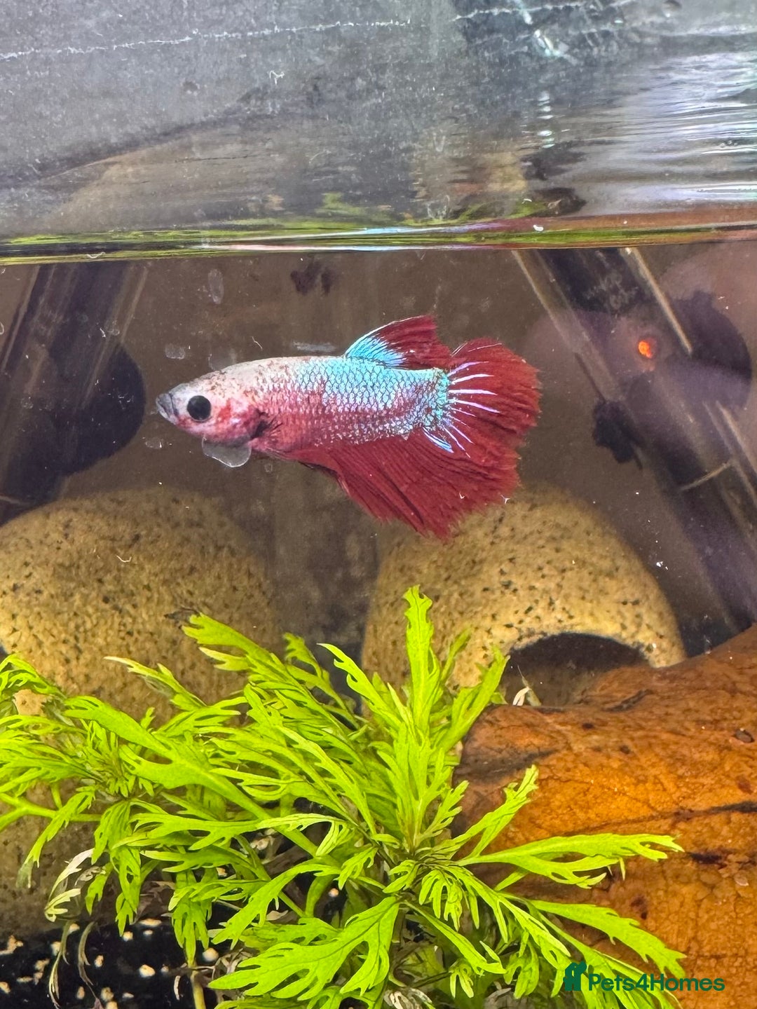 Bettas fish for sale: Male and female bettas for sale - Advert 3