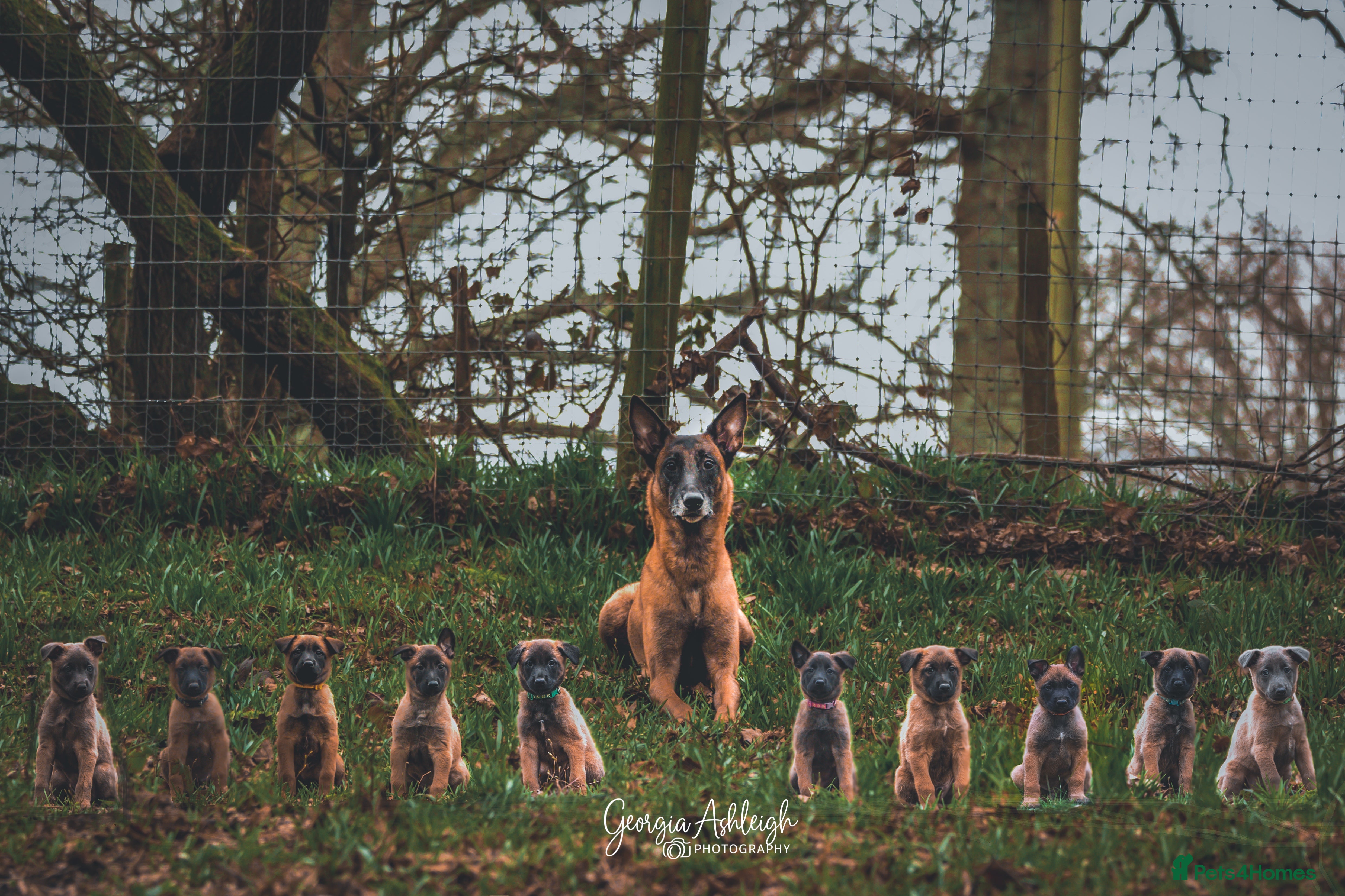 Belgian Shepherd Dog dogs Well bred KC Belgian Malinois pups  - Advert 5