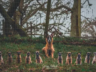 Belgian Shepherd Dog dogs Well bred KC Belgian Malinois pups - Advert 5