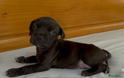 Cane Corso dogs for sale: Cane Corso Puppies for Sale - Image 38