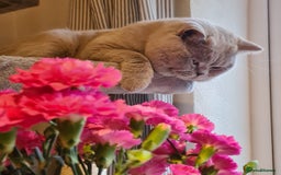 British Shorthair cats for stud: Lilac BSH stud duties GLOUCESTERSHIRE in Cheltenham - Image 5