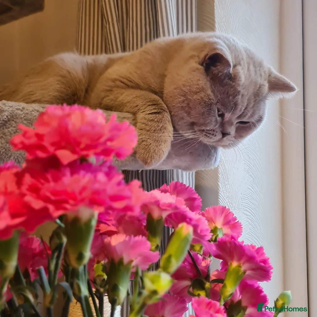 British Shorthair cats for stud: LILAC BSH and BLUE BSH STUDS AVAILABLE in Cheltenham - Advert 6