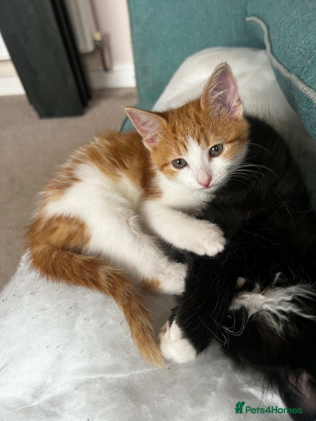 Mixed Breed cats for sale: 4 orange tabby kittens - Image 5