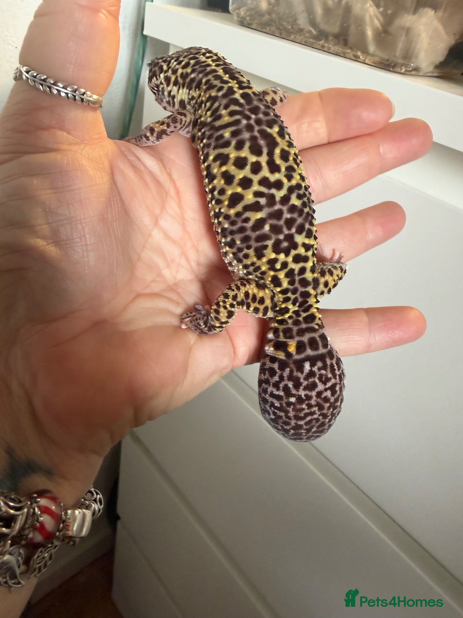 Leopard Gecko reptiles Leopard gecko - Advert 10
