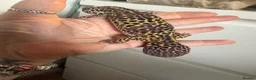 Leopard Gecko reptiles for sale: Leopard gecko in Sheffield - Advert 1