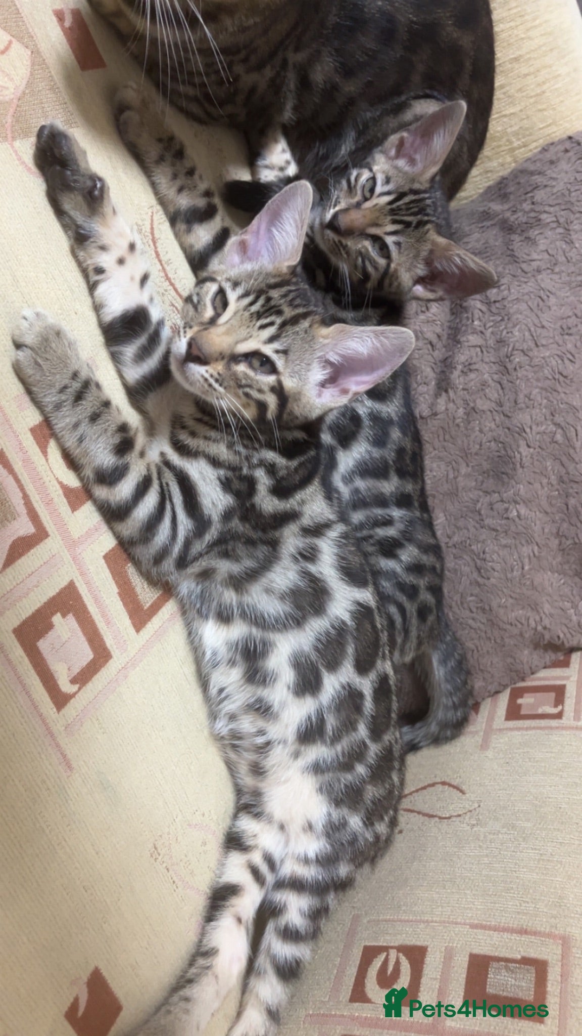 Bengal cats 2 sisters remaining magicalbengals ✨🧬 🐆 - Advert 2