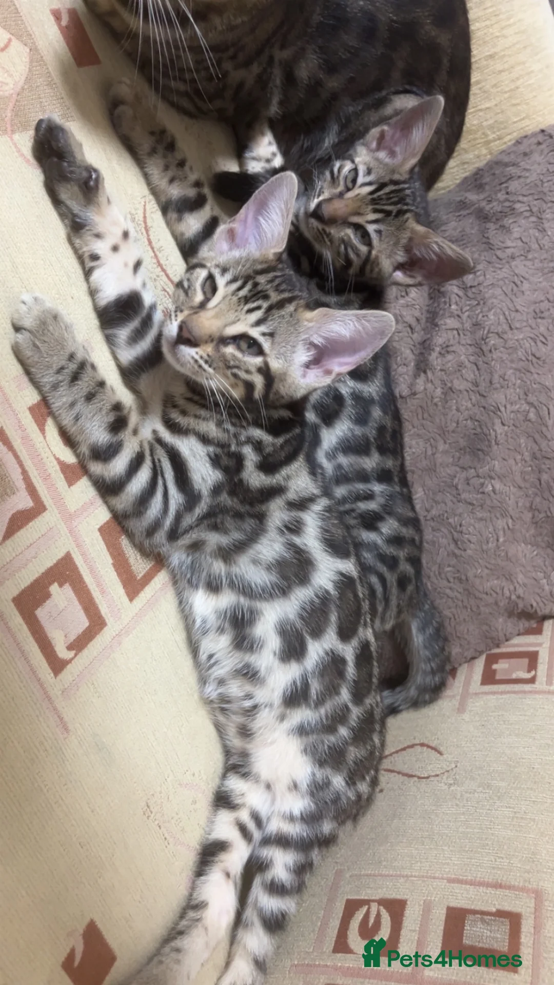 Bengal cats for sale: 2 sisters remaining ready magicalbengals ✨🧬 🐆 - Advert 1