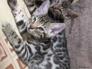 Bengal cats 2 sisters remaining magicalbengals ✨🧬 🐆 - Advert 2