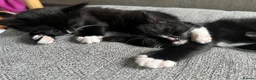 Mixed Breed cats for sale: Black and white female kittens for sale - Advert 7