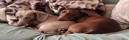 Miniature Dachshund dogs for sale: Whitney - Advert 8