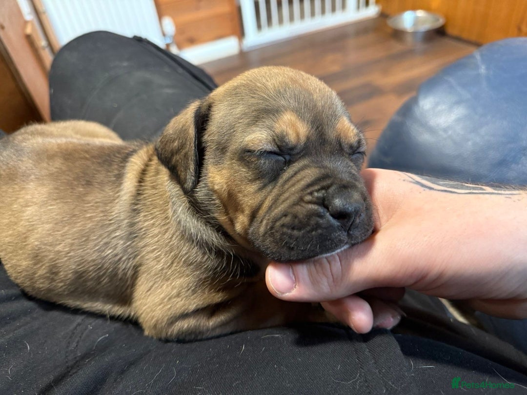 American Bulldog dogs for sale: America bulldogs  - Advert 3