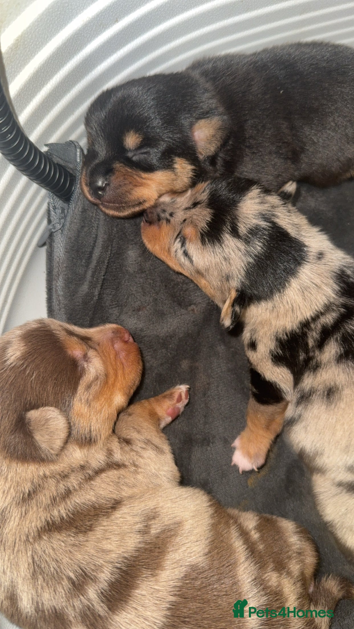 Miniature Dachshund dogs ** MINIATURE DACHSHUND BOYS ** - Advert 4