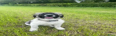Caucasian Shepherd Dog 1