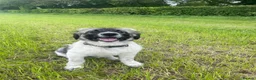 Caucasian Shepherd Dog dogs for sale: Kiara - Advert 2