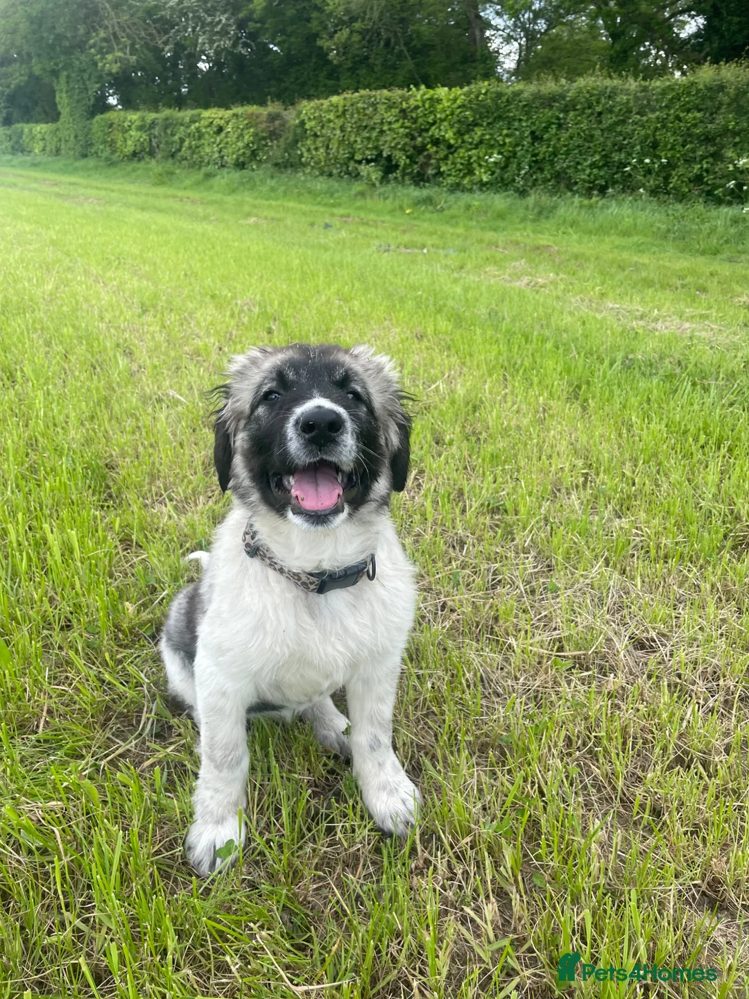 Caucasian Shepherd Dog dogs for sale: Kiara - Advert 2