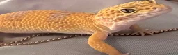 Leopard Gecko reptiles for sale: Leopard Gecko & set up in Kirriemuir - Advert 7