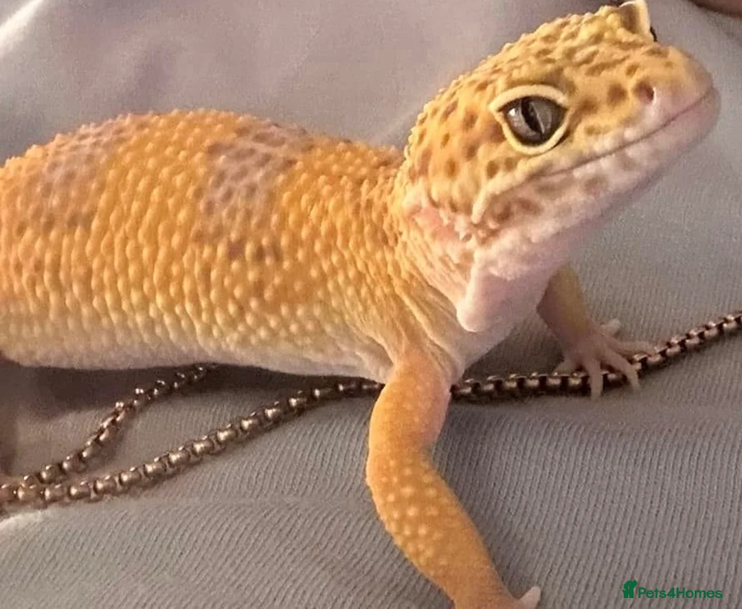 Leopard Gecko reptiles for sale: Leopard Gecko & set up in Kirriemuir - Advert 7