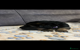 German Shepherd dogs for sale: Kc-registered German shepards puppies for sale - Image 12