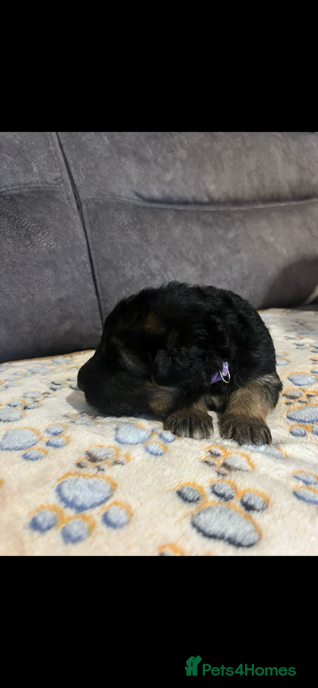 German Shepherd dogs for sale: Kc-registered German shepards puppies for sale - Image 12