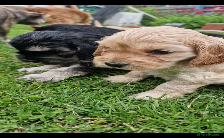 Cockapoo dogs - Advert 13