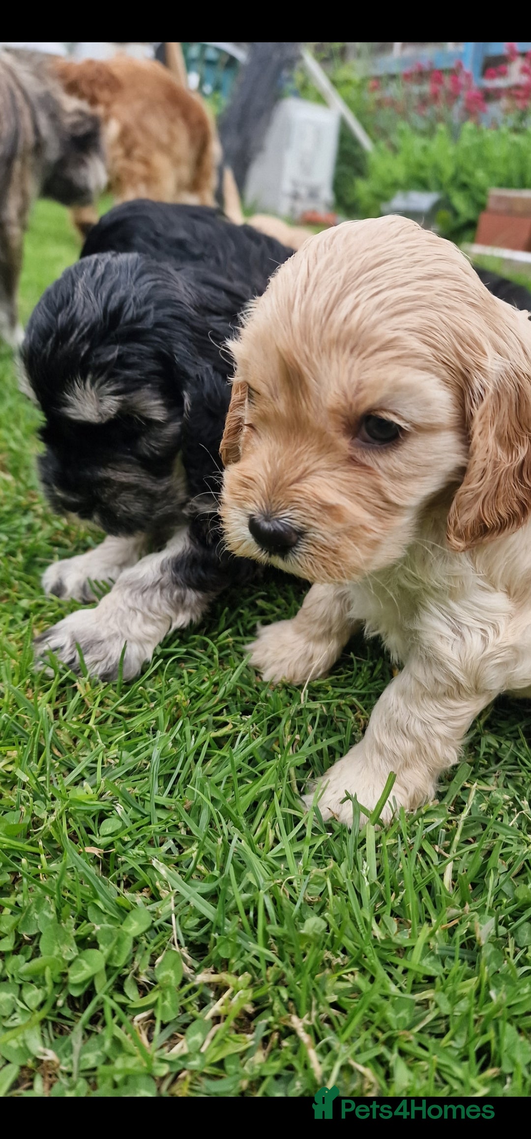 Cockapoo dogs for sale: Cockapoo pups  - Image 1