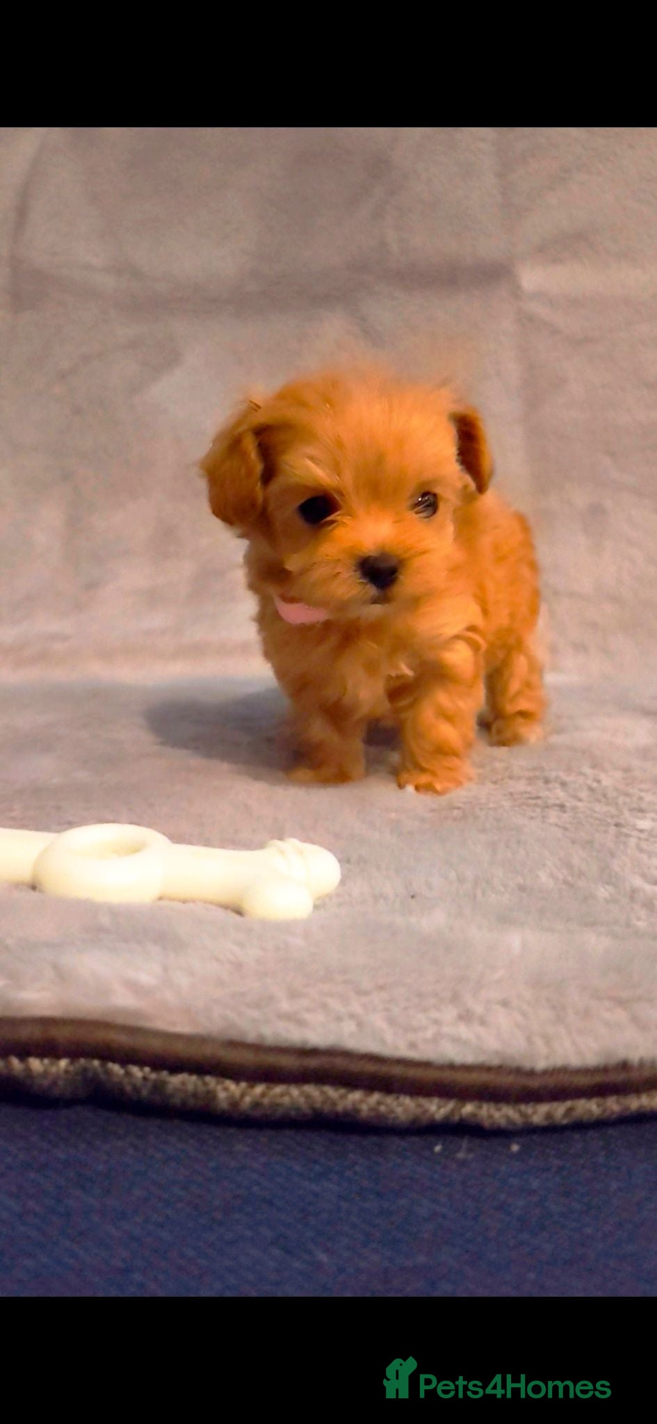 Maltipoo dogs Beautiful Very Tiny F1B maltipoos - Advert 2