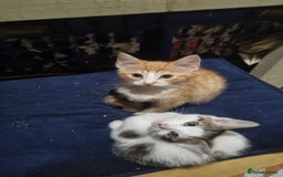 Mixed Breed cats for sale: Kittens for sale - Image 4